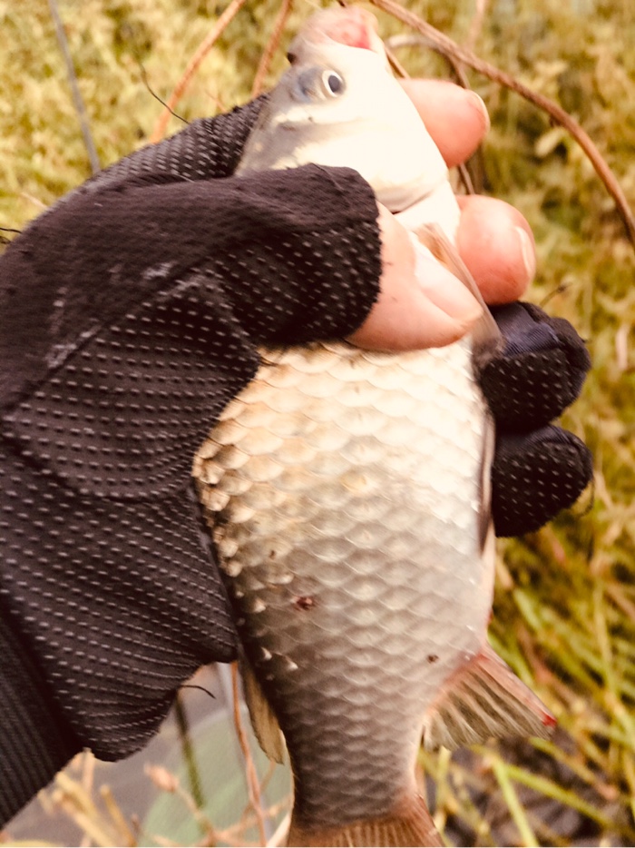 鲫鱼|今天鱼口不错，没一会，收获鲫鱼三斤