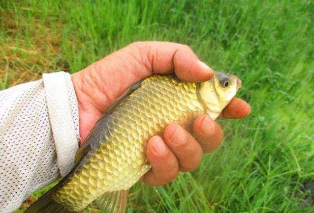 鲫鱼|鲫鱼吃饵的7种经典漂相，错过一种漂相就错过一条鱼