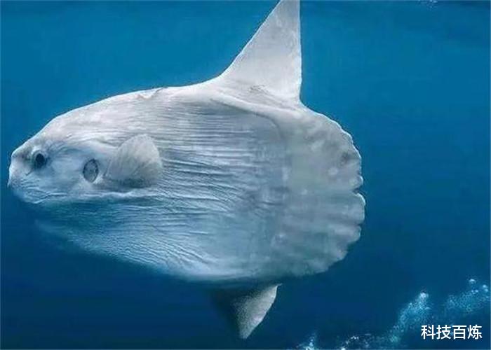 「翻车鱼」地球上“最傻”的动物，身体被啃食还没反应，至今没灭绝！