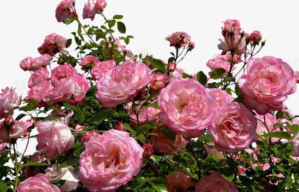 属鼠|未来一周，4属相好运连连，财运上升，好事不断，人生更精彩