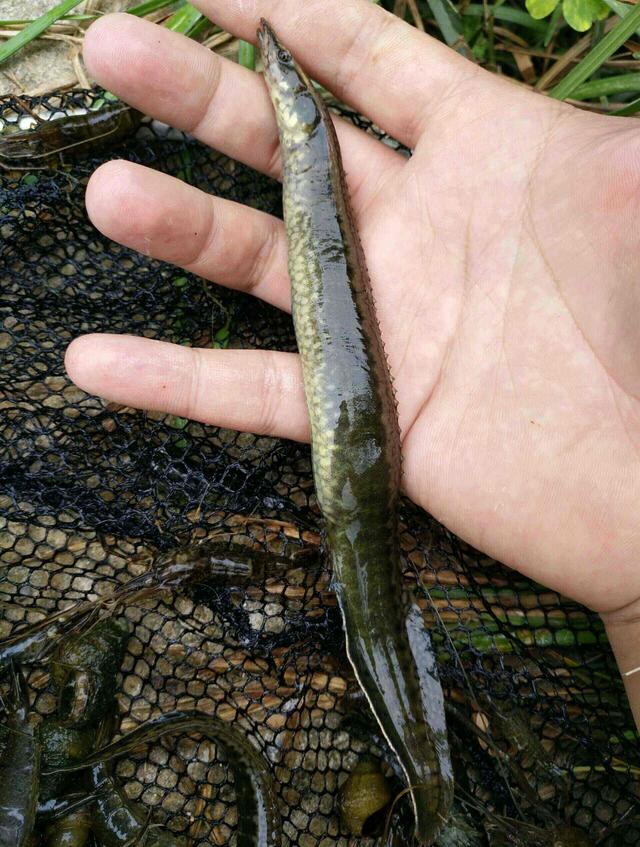 |小时候钓鱼最讨厌就是遇到这样的家伙，你遇到过吗？