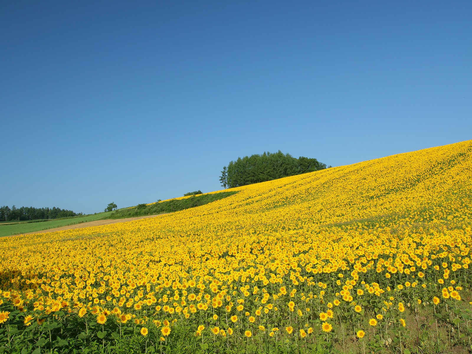 『伊犁』夏天太热不敢出去旅游？去这几个地方呀！