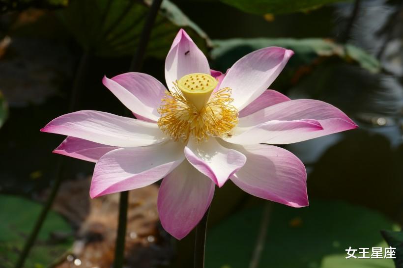 【天秤座】6月18号贵人缘最强的3生肖：财运丰收，有人撑腰，感觉有点飘！