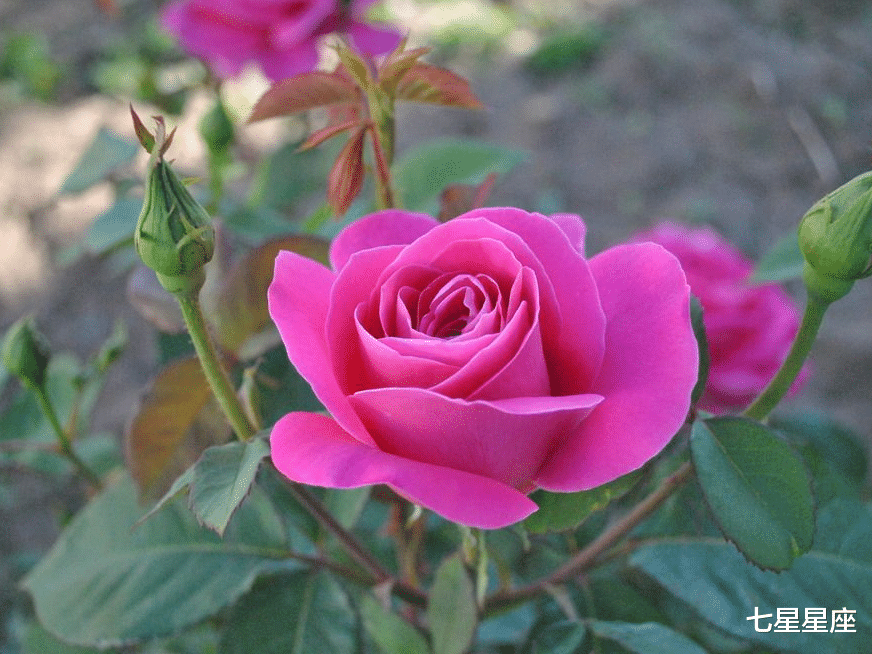 生肖:喜鹊敲门7月8号,富贵开花,全家喜气洋洋,鸿运到,不缺钱生肖