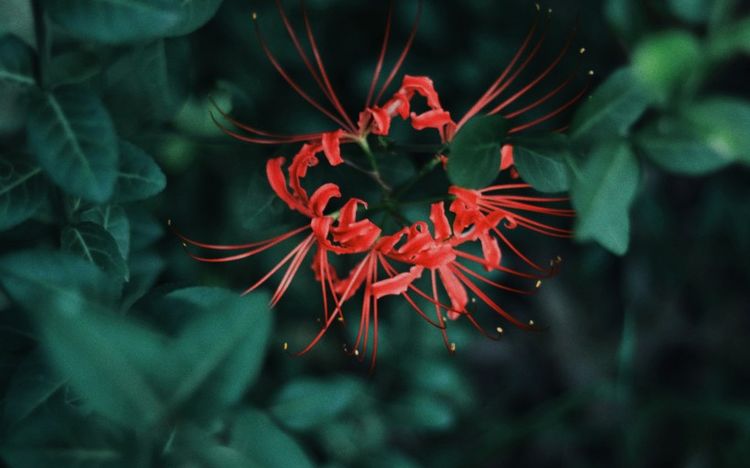 双鱼座|九月份期间的四大星座爱情运势:桃花运爆棚,真爱如约而至!