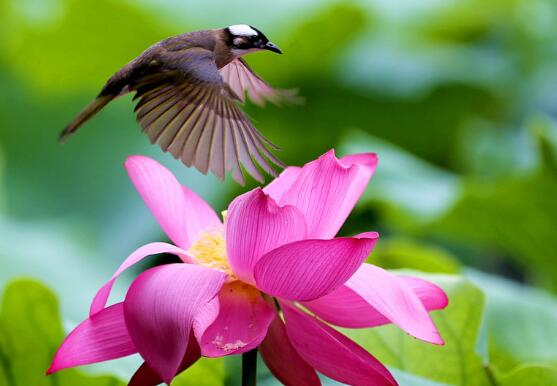 生肖|八月财入丰厚,3大生肖“好孕”到来,事业扬眉吐气,再也不受苦