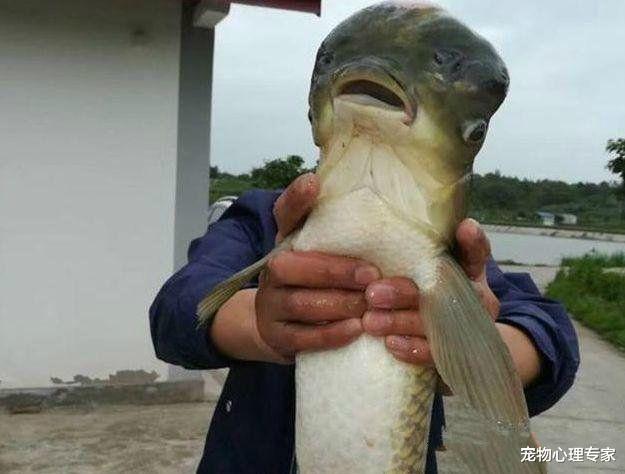 『兽医』大爷钓的鱼中有一条很特别，看清腹部后放生了：这可不能吃呀