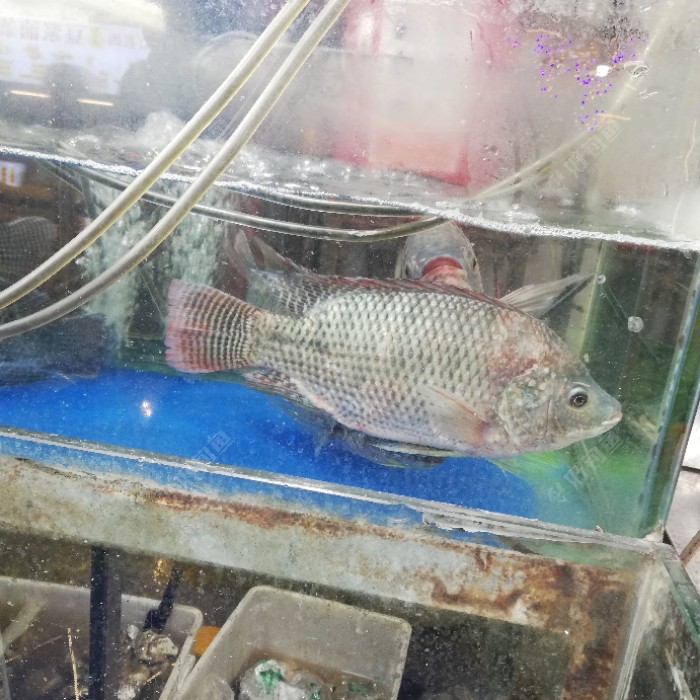 豆腐|故乡的鱼，俺又回来了