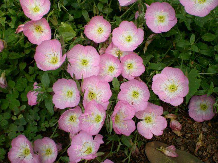 『运势』自带万人迷的气场，有几个星座女，总会吸引到优质男