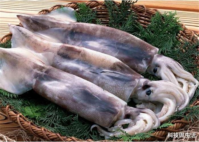 【】鱿鱼见人类落水，会紧紧依附将人类拖下深海，这是为什么？