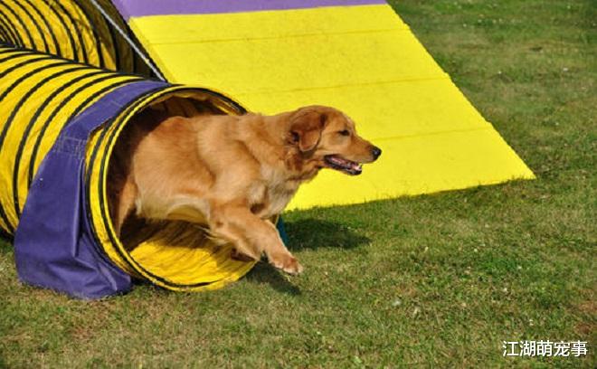 ‘暖男’的金毛也有6个缺点，你能忍受吗？