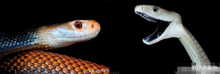 毒蛇|黑曼巴VS海岸太攀蛇，谁才是“世界上最危险的毒蛇”？