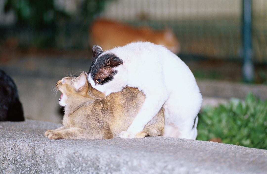 狮子|你知道地球上交配次数最多,时间最长的动物吗?其中1种持续一生