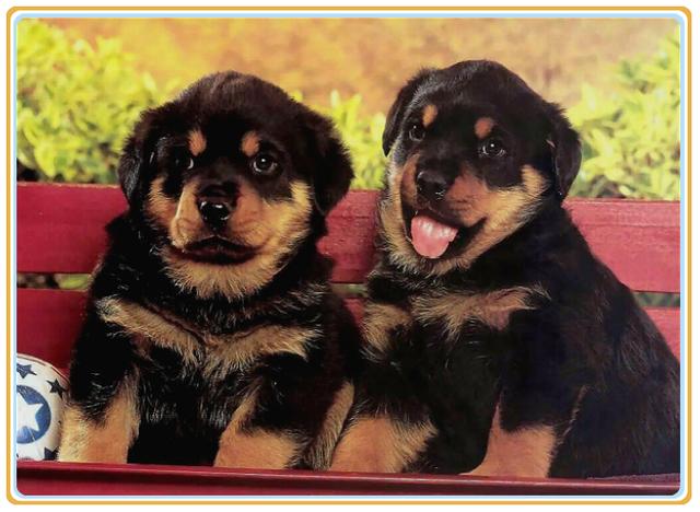 一只狗狗因失明对生活变得绝望，在它生命黑暗的时候，它出现了