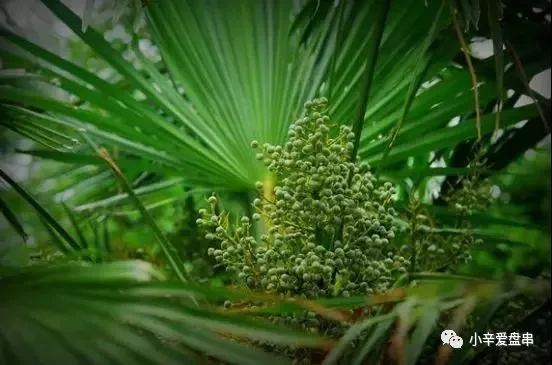 文玩▲离离原上草，一岁一枯荣——金佛草菩提