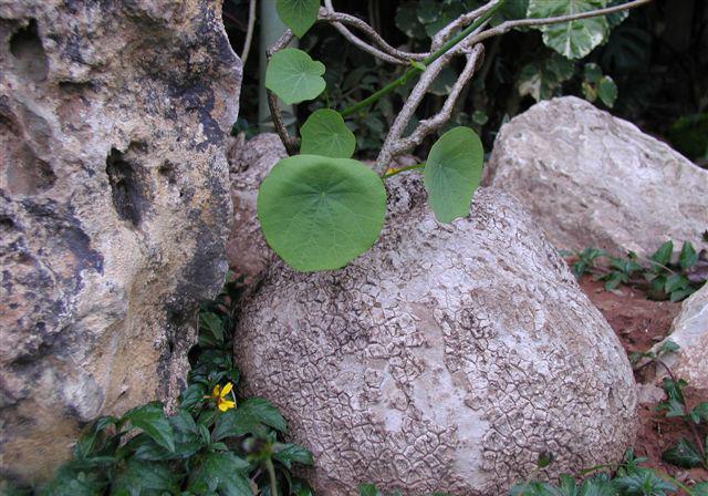 @此物名为“地不容”,是治疗风湿“特效药”,山上就有,见了带走
