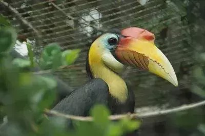 文玩▲文玩界“一红二黑三白”， 这是禁忌更是底线！