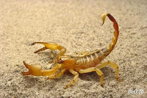 蝎子|“蝎子王，剧毒！这几种蝎子见了要躲开”
