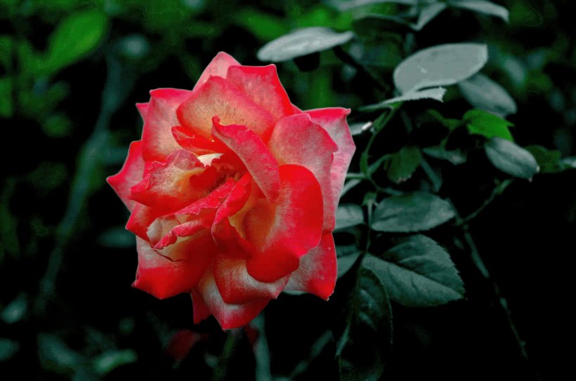 『重来』6月，爱情重来，姻缘傍身，4大生肖爱情异性缘飞涨，将旧情复燃