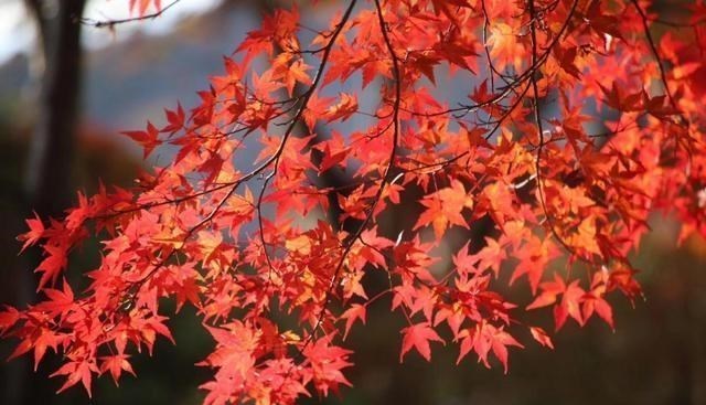 旅行|枫叶红了！武汉4个最佳红叶观赏地，你去过哪几个？