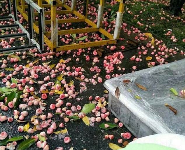 莲雾|在北方1斤卖到20，在南方被沦为绿化树，果实掉落一地无人捡