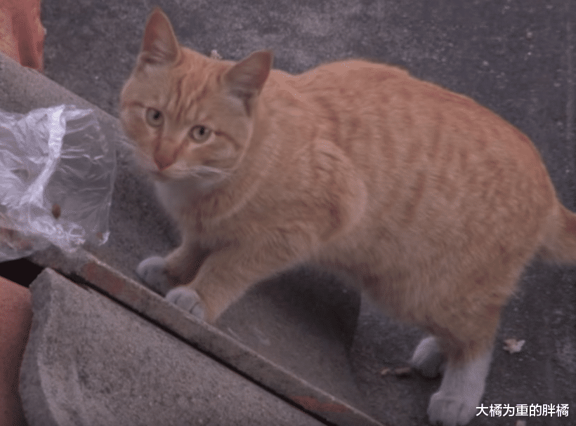 橘猫出门“约会”，却惹来两只流浪猫相争，躲在屋顶受到女子接济