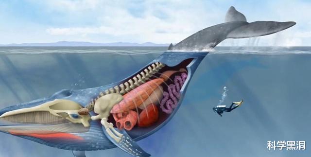 抗体|假如被鲸鱼吞下,携带一把锋利的刀,可以顺利从鲸鱼体内逃出吗?