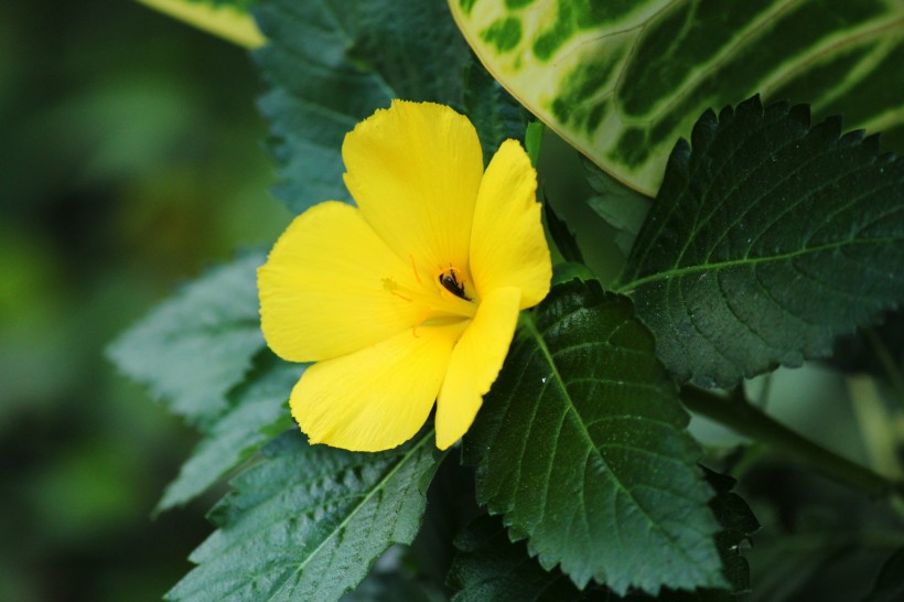 运势：未来半年迎来转运期，运势一路走好，财运旺盛，吉星入命的四属相