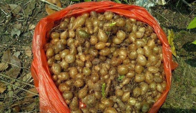 『』这圆溜溜的东西，人称“凤凰蛋”，随便一挖就一堆，售价40元一斤