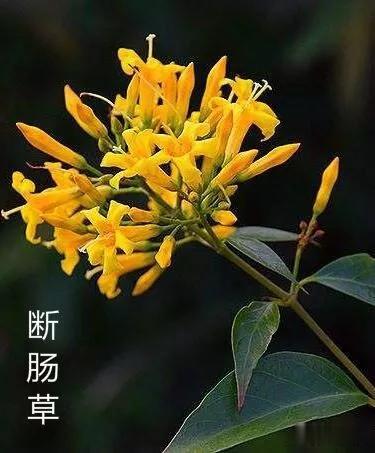 「断肠草」千万别再碰了!一家五口因它入院,严重可致命