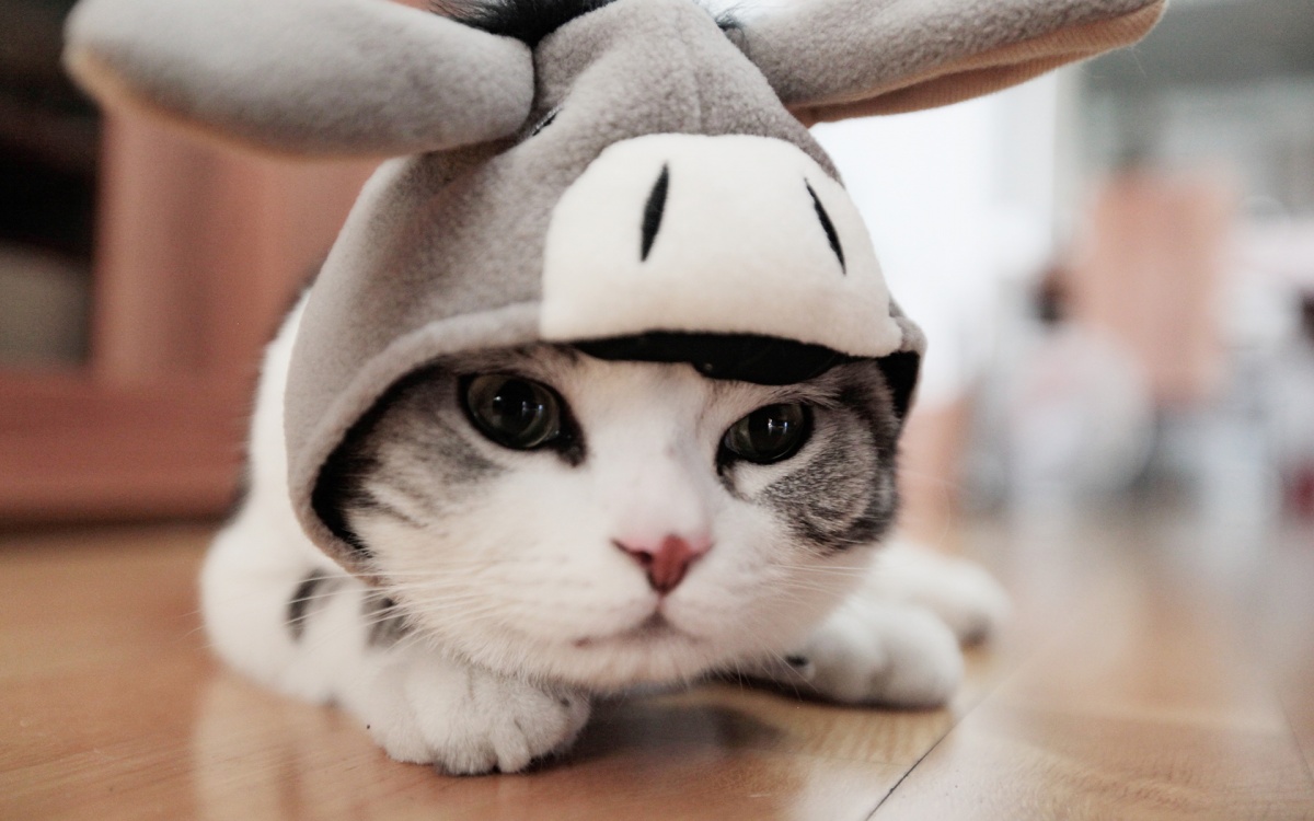 猫咪是否能吃人吃的维生素吗？