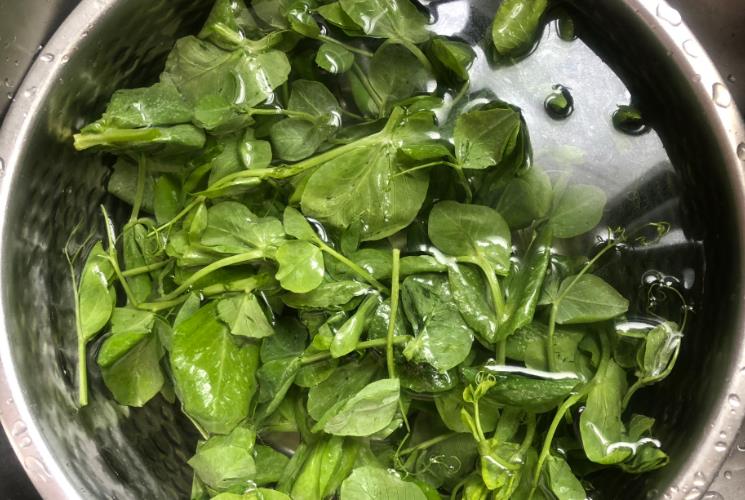 豌豆苗|三伏天喝这汤，经常喝一碗，比鸡汤还美味，消暑减脂，腰围变细了