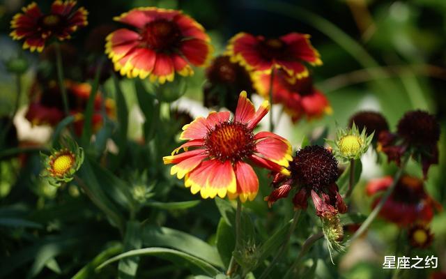 星座配对■5.1-10星座运势：双子把握机会，天蝎宽以待人，摩羯劳逸结合