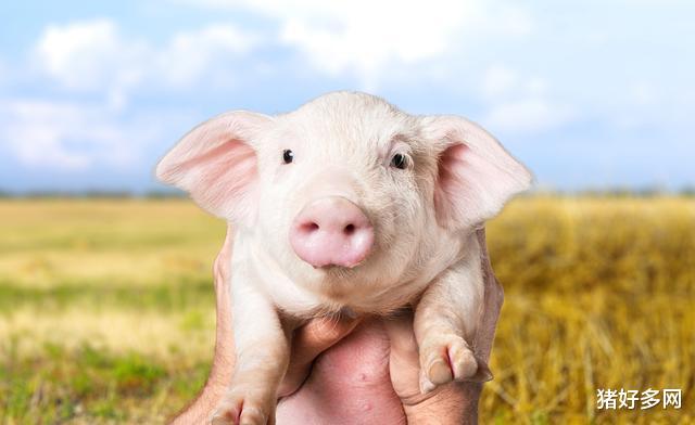 9月27日10公斤仔豬價格，仔豬需求增多，如何避免秋季仔豬生長緩慢？-圖2