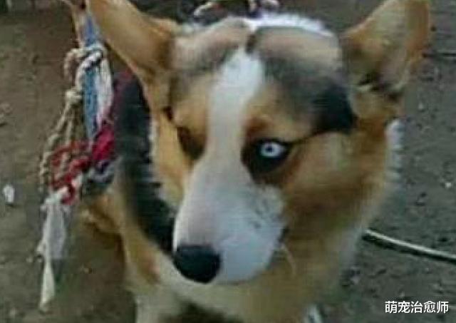 网友将狗送到乡下，爸爸每天让它帮忙拉小车，狗：我心里委屈啊！