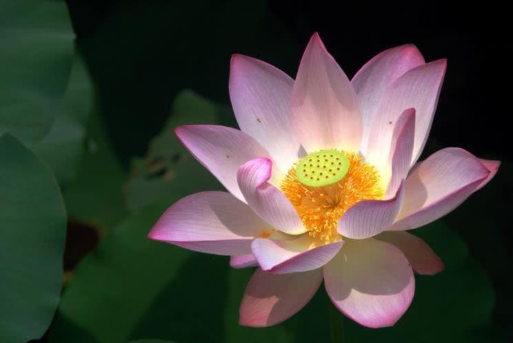 运势|9月下旬开始运势福运不浅，财运一路高涨，事事顺心的4大生肖