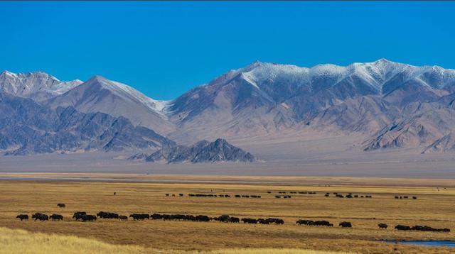 阿尔金山▲四大无人区之一“阿尔金山”，极致美景成为野生动物天堂！