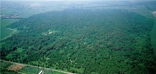 孔林|为何山东孔林千年来乌鸦不栖，蛇类远避？专家：你看它用什么建的