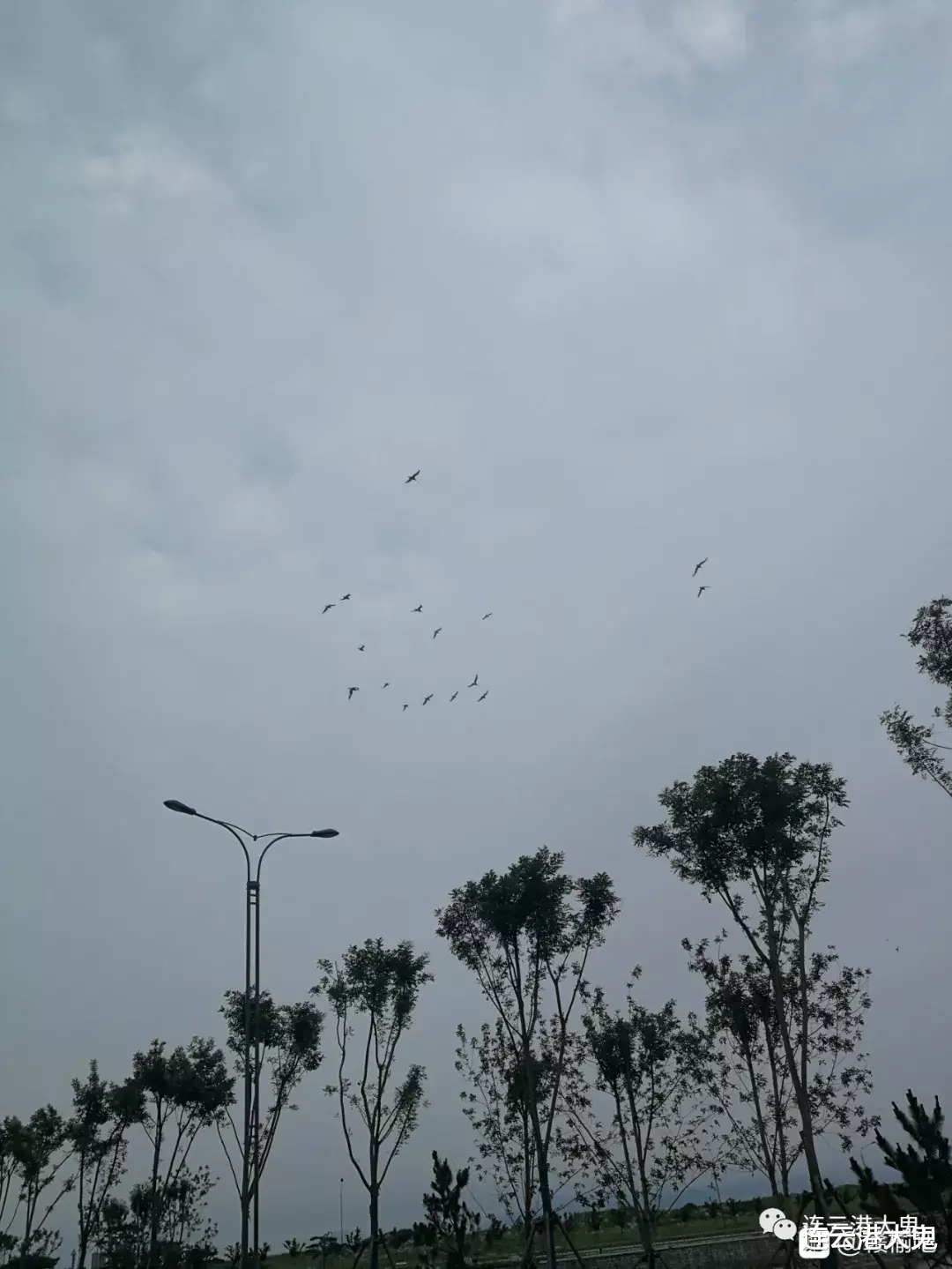 连云港大鬼|连云港赣榆“琴岛天籁”片区建设最新进展，“秦东门”雕塑亮了！