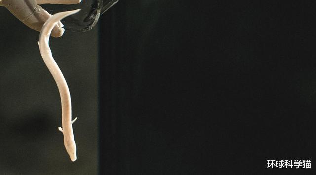 科学家|龙到底存不存在?科学家已经发现,地球上存在“与龙相似”的生物