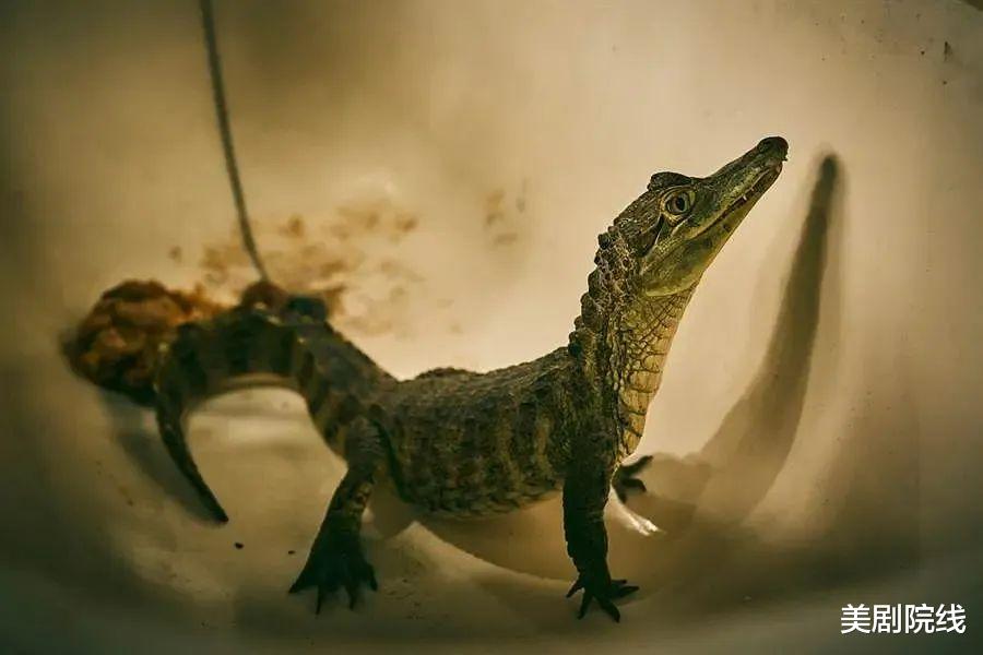 [鳄鱼]HBO又拍了一部9分华语剧，题材大胆，剧情满分