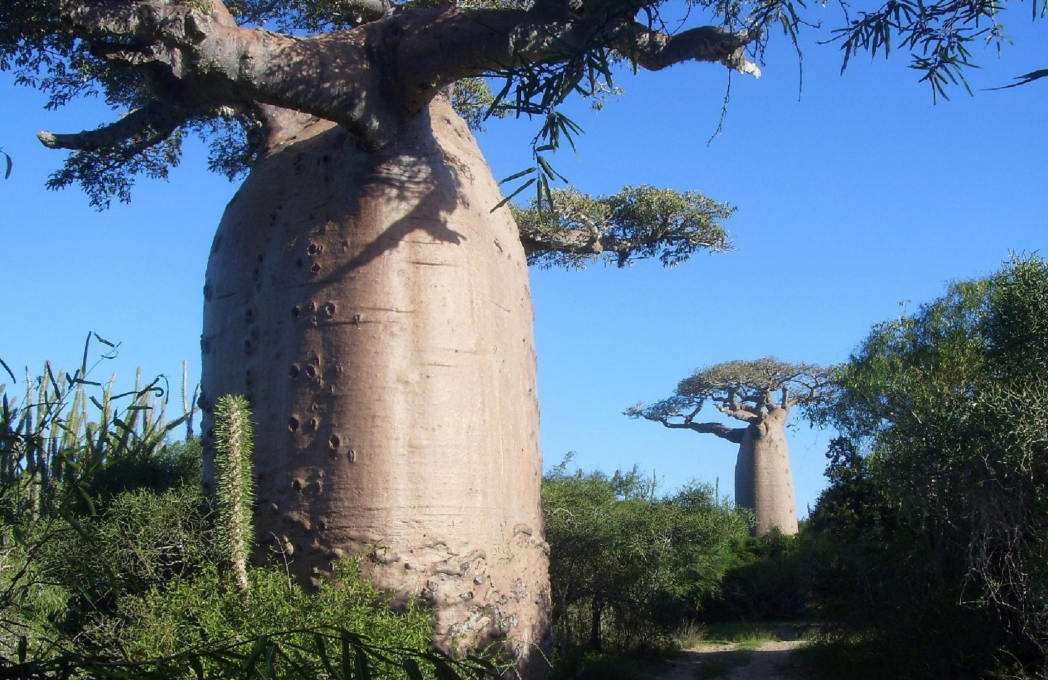 [西双版纳]一叶王莲做轻舟！云南西双版纳王莲竟可以托起傣族成年美女（图）