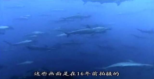 『科学家』哪有什么深海恐惧！8.9分纪录片告诉你来自海底的求生欲