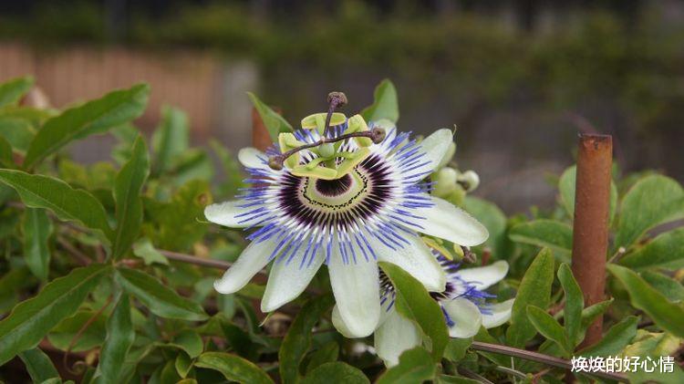 生肖|九月开始，桃花扑面，魅力大增，转角遇真爱，顺利脱单的四大生肖