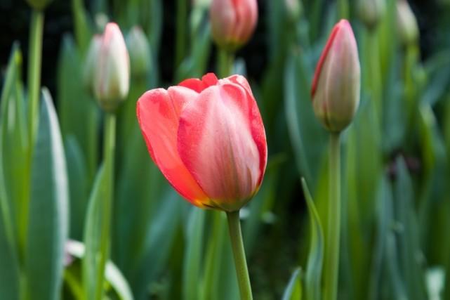 【生肖】好事临门的4大生肖,桃花凯旋归来,喜获良缘姻缘深厚,余生幸福