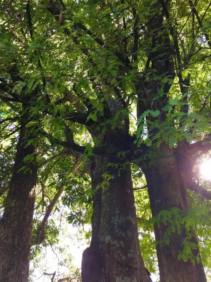 #紫檀#一起来谈\檀\——鸟足紫檀（老挝花梨）