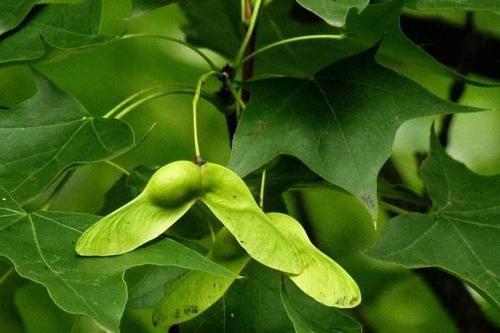 阿尔茨海默病|女性痴呆测试：找到6张人脸才算合格以下，请自觉去医院！