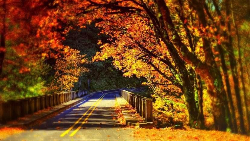 金牛座|11月下旬,邂逅美好,深情等待,挚爱归来,紧紧相拥,生死不离