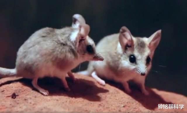 『睾酮素』交配时间最长的动物是什么？它可以不眠不休连续交配14个小时