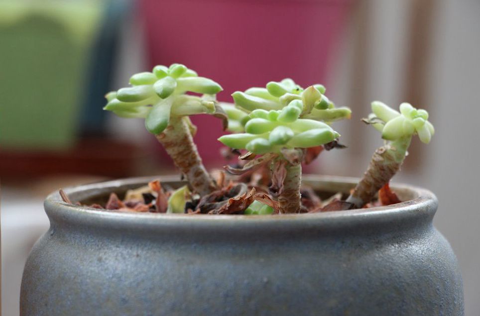 告诉你一个解决焦虑的办法：不必伪装自己